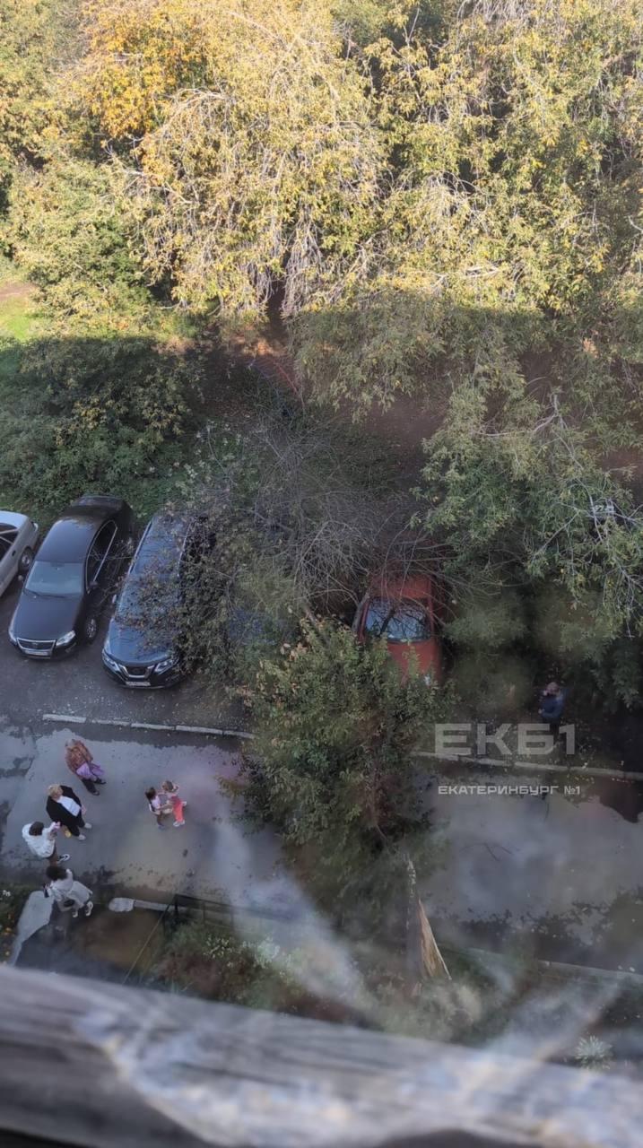 Дерево упало на машины во дворе Чапаева, 17. Повреждения получили три авто,...