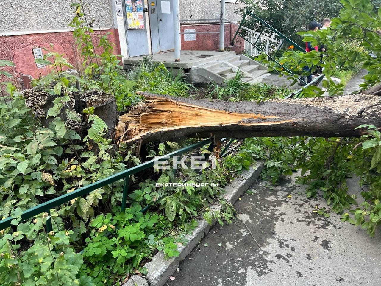 Дерево упало на машины во дворе Чапаева, 17. Повреждения получили три авто,...