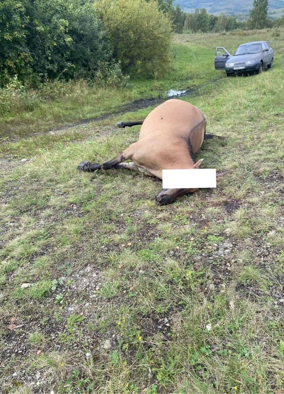 В Башкирии пьяный мужчина застрелил лошадь и пытался вспороть тушу