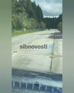 Медведь прогуливается рядом с аэропортом в Кодинске. Медведь неспешно ходил...