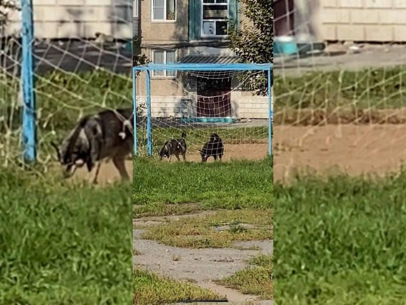 ❗️Рейд и совещание впустую: в Ачинске двухлетний малыш едва не стал жертвой...