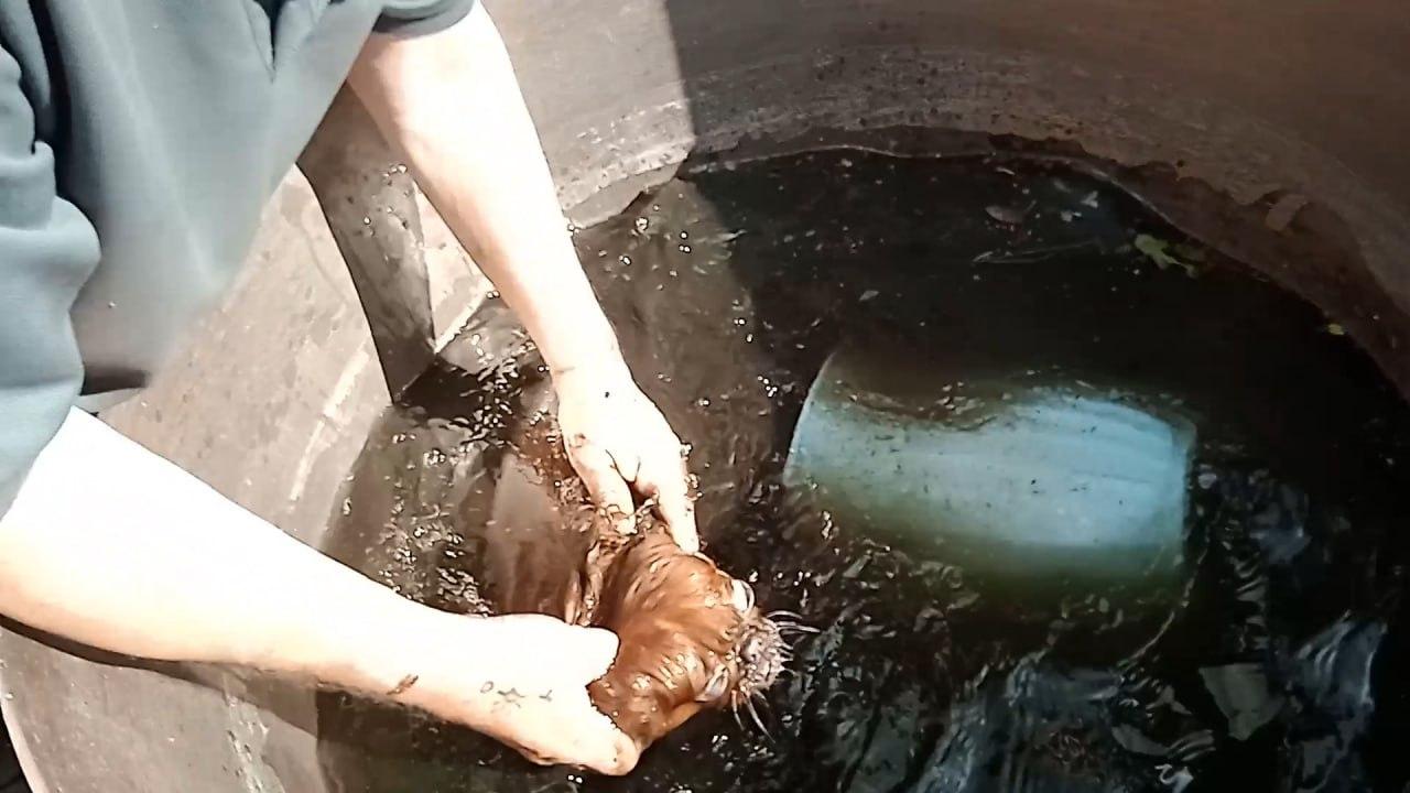 Пекинес чуть не утонул в канализационном колодце в Екатеринбурге. Пушистый...