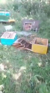 Под Дмитровом медведь совершил разбойный налет на пасеку, полакомился медком,...