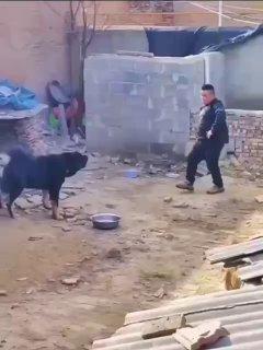 Парень решил поиграть с псом, но что-то пошло не по плану. Мы не Х не...