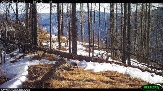 Снежный барс из заповедника удивил своим «пением»