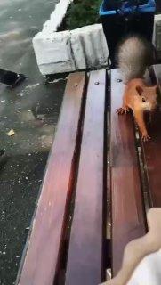 Рыжие белочки приходят к новосибирцам подкрепиться 🌇 Источник: ЧП Новосибирск