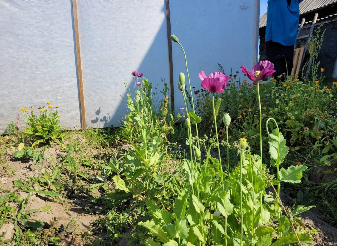 В Нижнеингашском районе полицейские изъяли у местного жителя наркотические и взрывчатые вещества