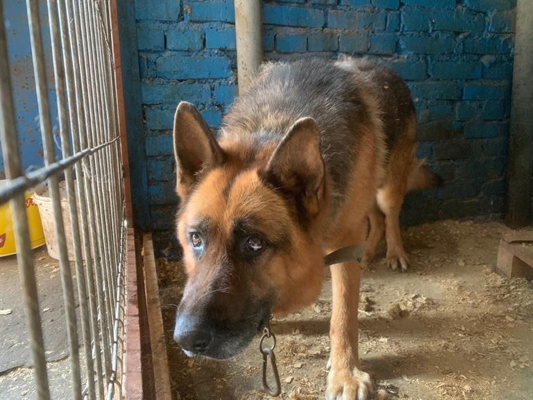 114 собак из приютов забрали к себе домой Красноярцы в этом году Сейчас на...