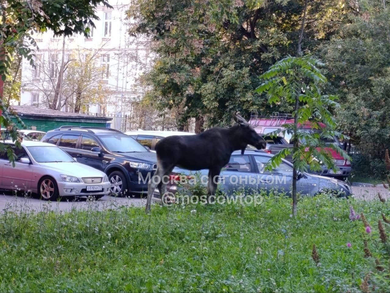В Измайлово по району бродил растерянный лось. Сохатый не понимал, как...