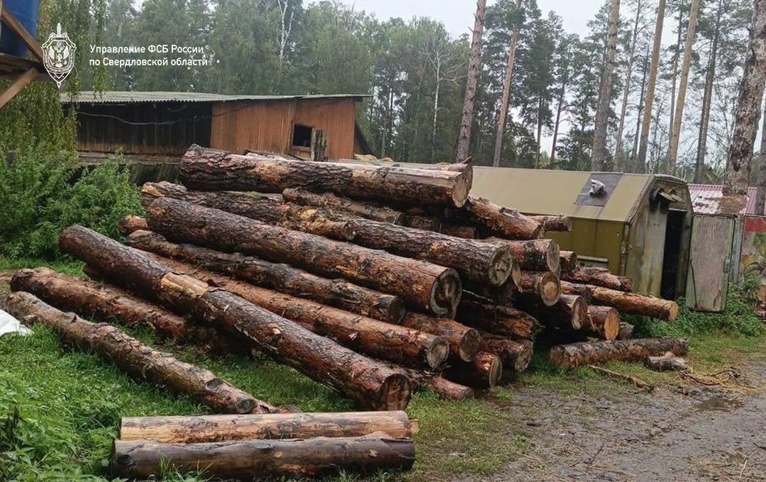 В Сысерти мужчины вырубили леса почти на полмиллиарда рублей