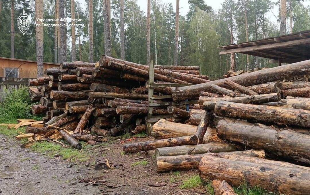 В Сысерти мужчины вырубили леса почти на полмиллиарда рублей