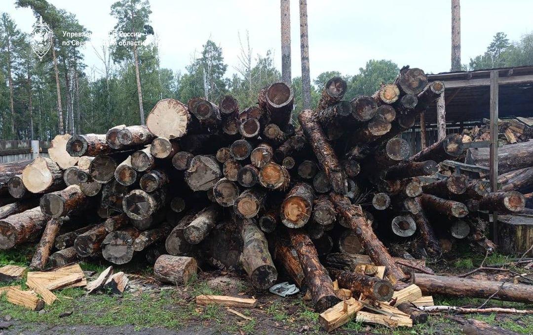 В Сысерти мужчины вырубили леса почти на полмиллиарда рублей