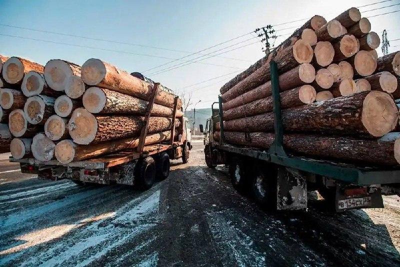 Китай забирает 77% кузбасского леса: экспорт бьет рекорды