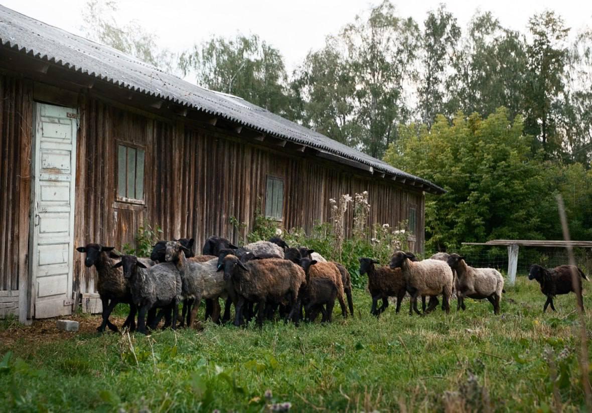 В Красноярском крае ввели карантин из-за сибирской язвы