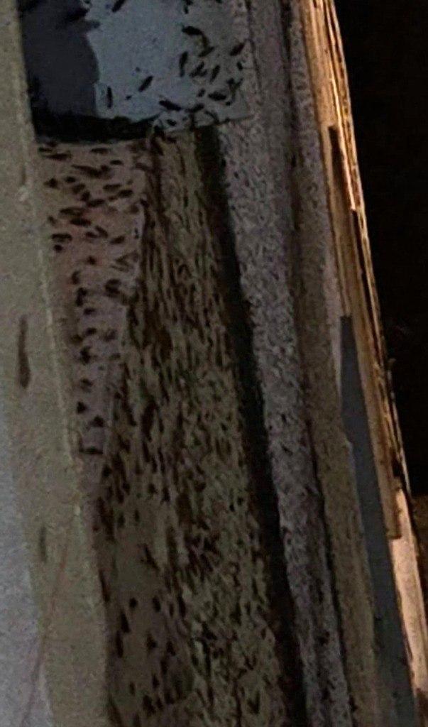 Огромные полчища тараканов по ночам штурмуют квартиры во Владивостоке. Жители...