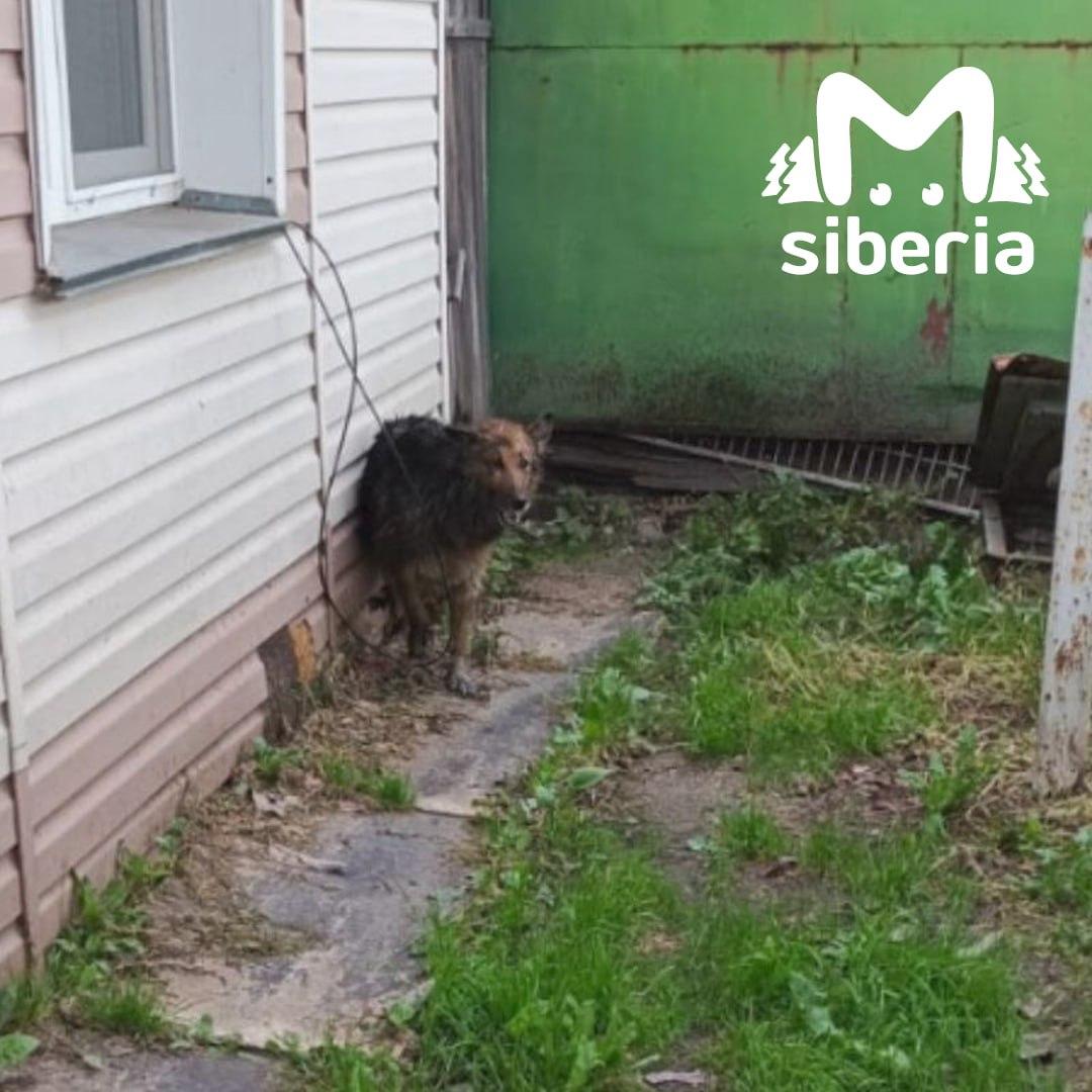 Собака провалилась в выгребную яму в Новосибирске. Хвостатая стала жертвой...