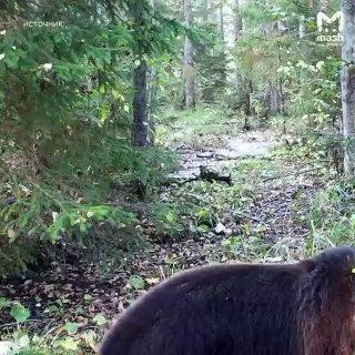 Внезапный позинг от директора леса в Нижне-Свирском заповеднике. Девочки,...