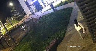 Женщина выкопала и забрала себе несколько крупных саженцев в ЖК «Испанские кварталы»