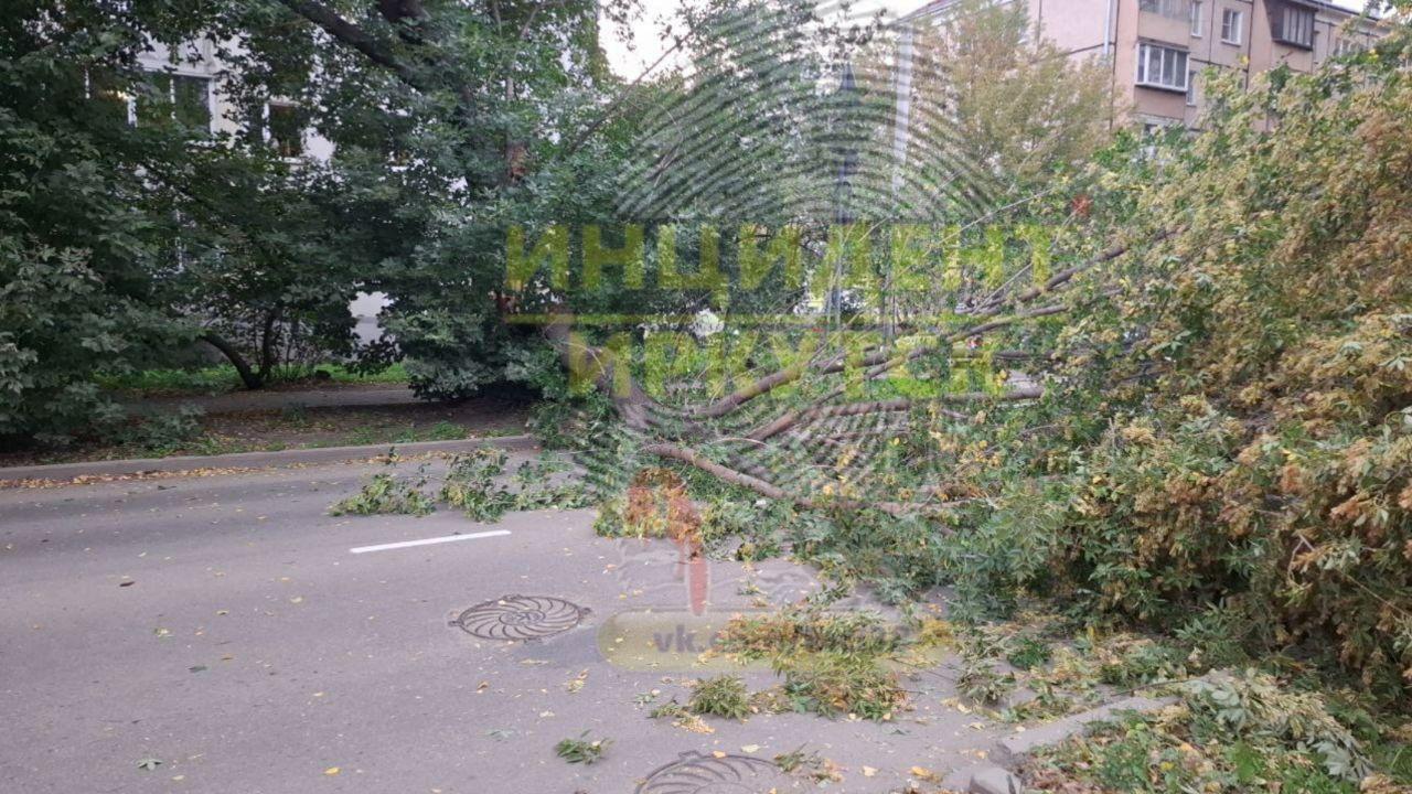 На Ядринцева, 14 упало дерево 🇷🇺 Источник: ЧП Иркутск
