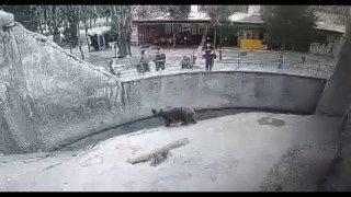 В Ташкенте неадекватная мать зарезала дочь, которую 3 года назад в зоопарке сбросила в вольер к медведю