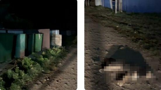 Маршруты «Тажераны» и «Саган-Заба» закрыли из-за медведя 14 сентября в...