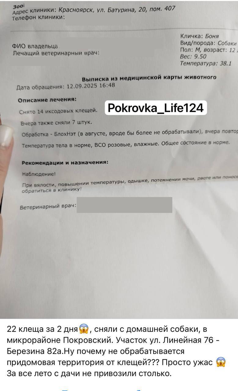 После прогулки в красноярской Покровке местная жительница сняла со своей собаки 22 клеща