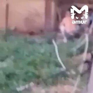 Хозяин жестоко избил своего пса дубинкой в Приморье. На плач животного сбежались соседи.