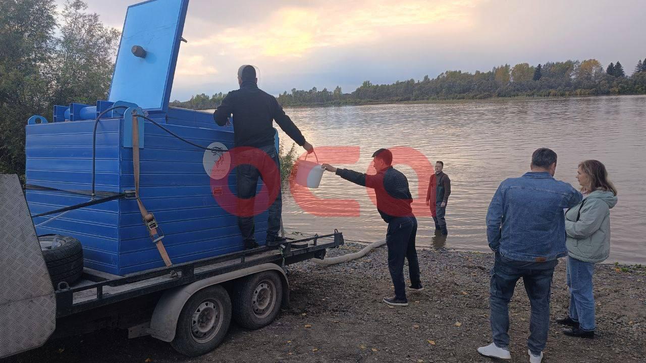 Почти 200 тыс.мальков осетров выпустили в Чулым в этом году