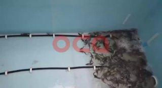 Почти 200 тыс.мальков осетров выпустили в Чулым в этом году
