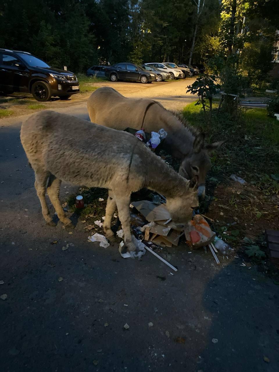 В подмосковной Кубинке на самовыгул отпустили ослов Жители домов были немного...
