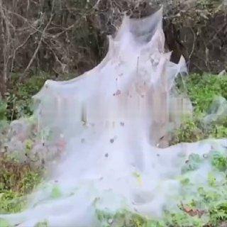 Леса Приморья окутала паутина.