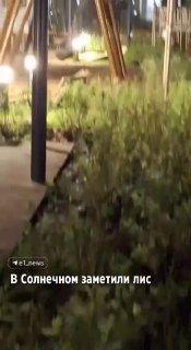 Двух лисиц заметили во дворе детского сада в Солнечном. К счастью, ребят в...