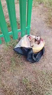 В Челябинской области завелась банда скинхедов-нацистов, которые поджигают...