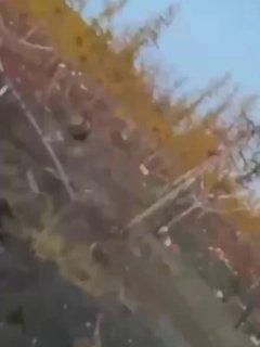 Медведь-трупоед раскопал десятки могил и съел останки усопших на кладбище в Челябинской области.