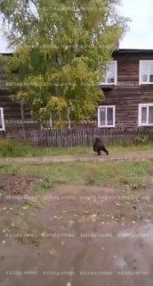 Медведь бегает по одной из улиц Богучан