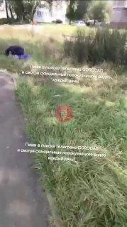 В Новокузнецке запечатлели трех голубков. Кадры сделали в Заводском районе,...