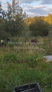 Утром возле МЦД Волоколамская прогуливалась два лося В электричку их не...