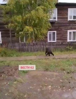 В Богучанах заметили медведя.