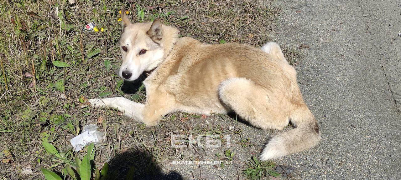 «Хатико» под Кушвой уже месяц ждёт хозяев, погибших в аварии.
