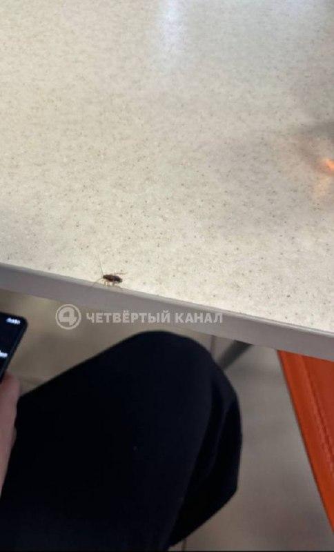 Таракана заметили в столовой школы Екатеринбурга По словам родителей учеников...