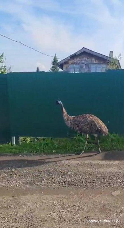 В Лапином Логу под Новокузнецком сбежали три страуса. Двоих быстро вернули...