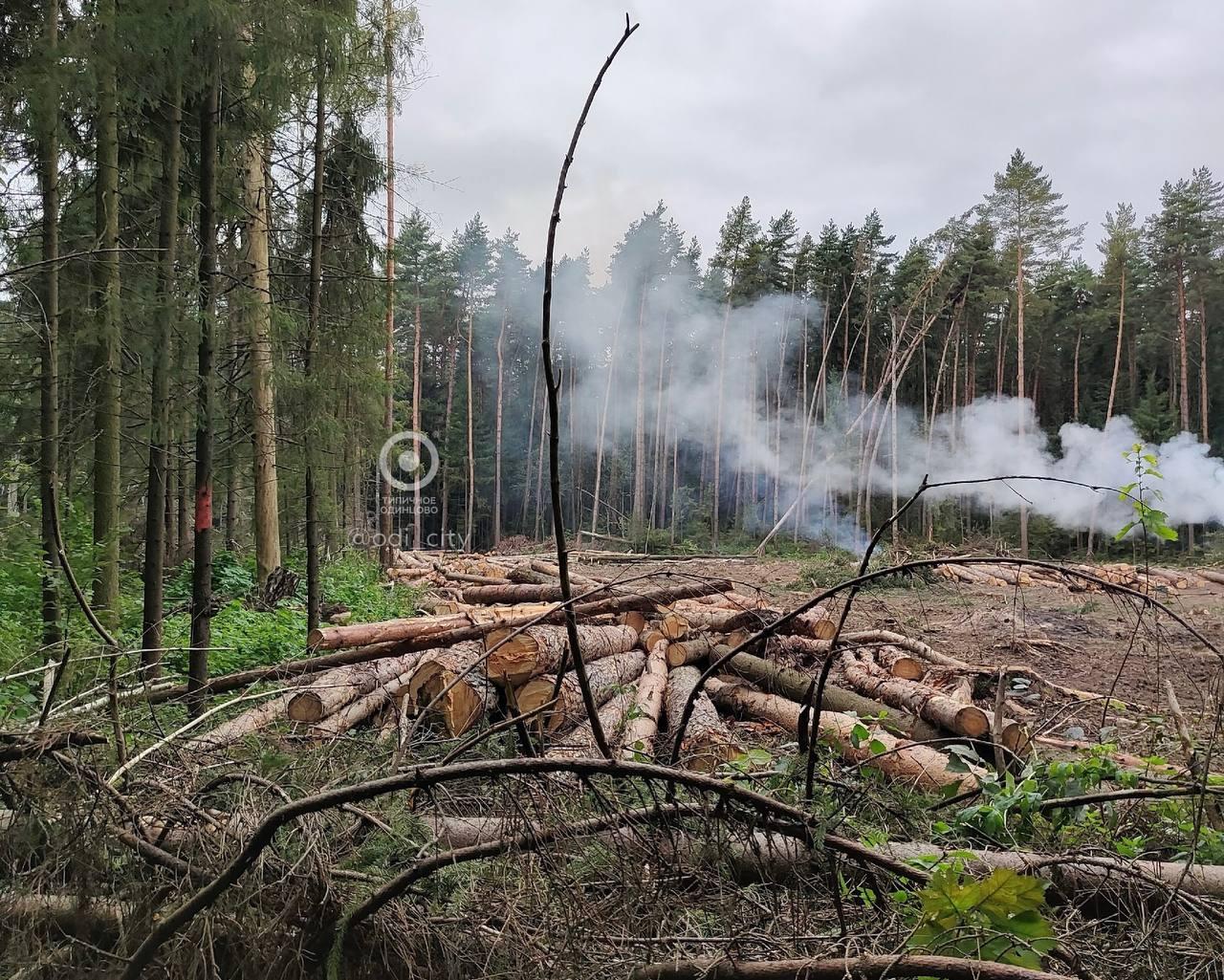 В Одинцово начали массово вырубать деревья. Жители деревни Малые Вяземы бьют...