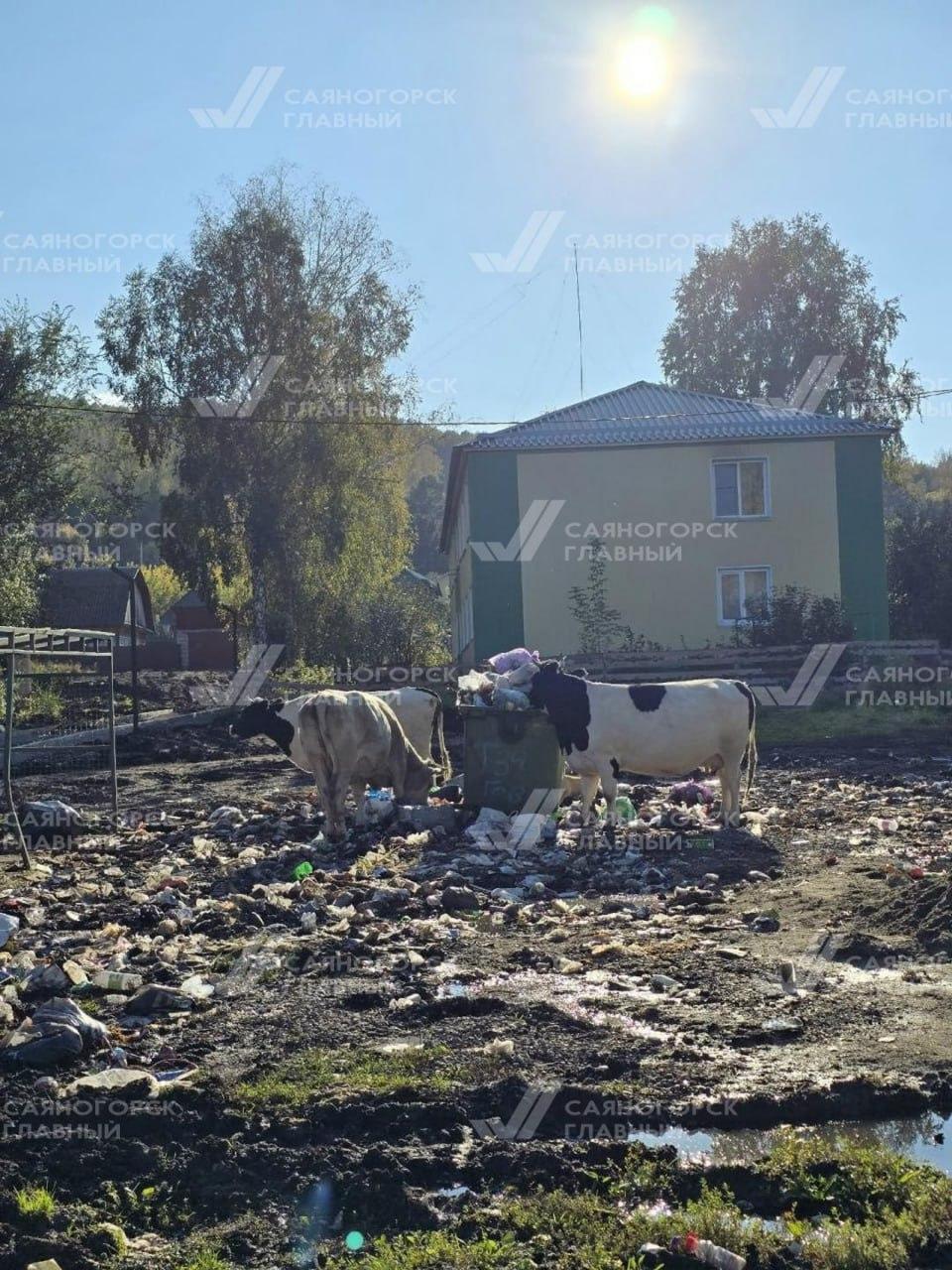 Коровы орудуют на свалке в Майна.
