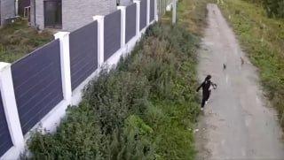 В поселке Растуново под Домодедово собаки на самовыгуле напали на мальчика и...
