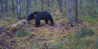 В Талдомском округе в Подмосковье медведь устроил обход территории 🇷🇺...
