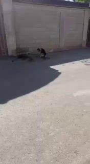 В Махачкале изверг расстрелял собаку ради забавы