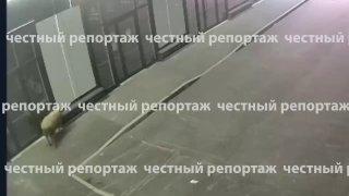 Бешеный баран разгромил табачку в Башкирии. Рогатый разбил витрину и залетел в ларёк. Теперь его разыскивают владельцы. Как хулиган будет расплачиваться пока не понятно.