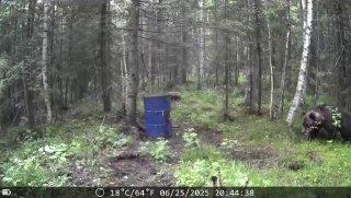 В Уральских горах бродит косолапый. По сообщениям очевидцев, косолапый...