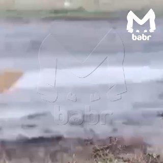 Алабай на самовыгуле загрыз домашнего пса, сидящего на цепи, в посёлке...