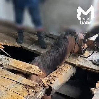 Бензопила, спасатели и терпение — всё, что нужно, чтобы вытащить коня из...